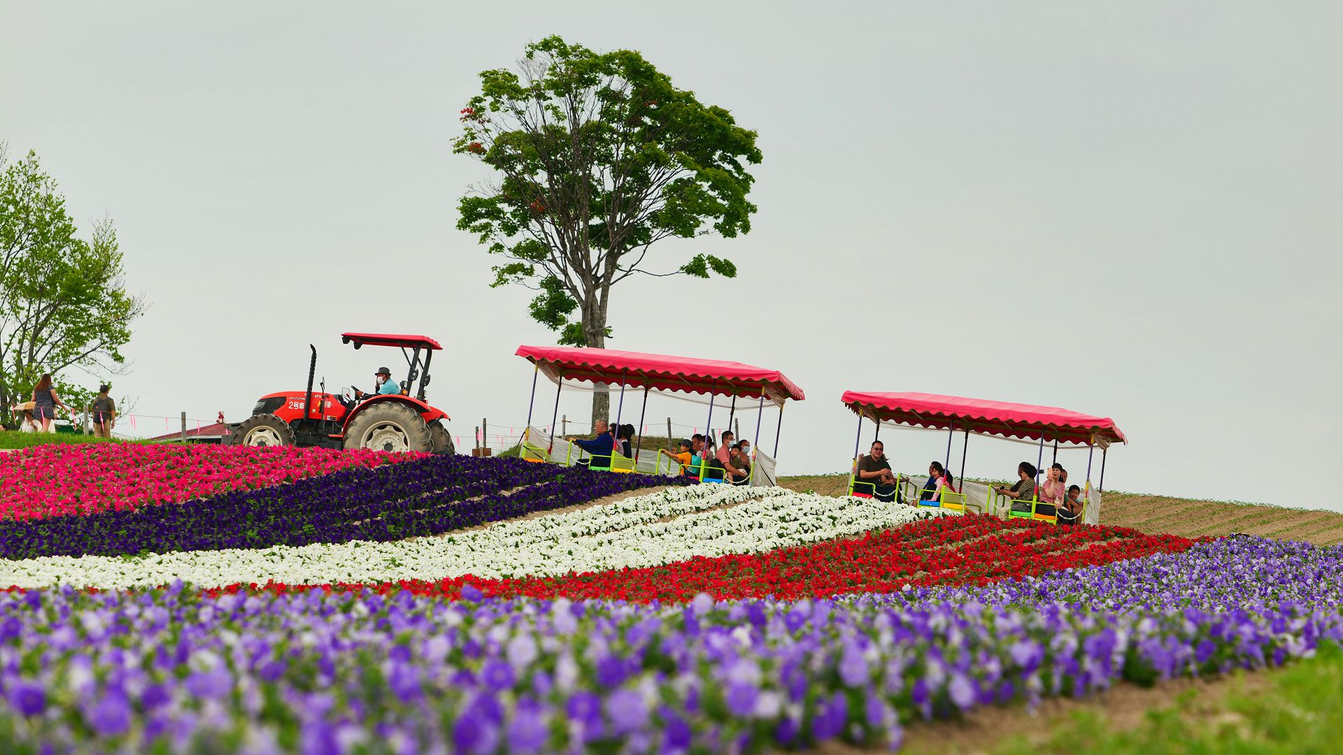 日本北海道薰衣草花火美騎五日